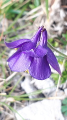 Aquilegia confusa