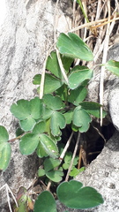 Aquilegia confusa