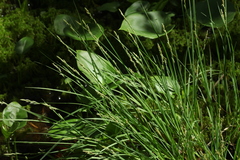 Carex elongata