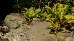 Matteuccia struthiopteris