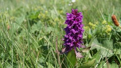 Dactylorhiza euxina
