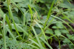 Cyperus distans