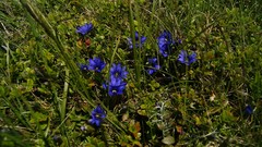 Gentiana dshimilensis