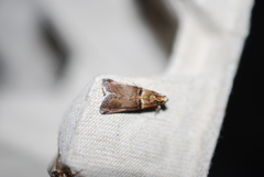 Acrobasis tumidana