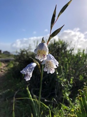 Gladiolus caeruleus