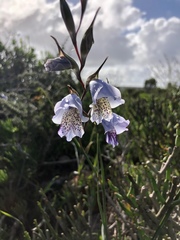 Gladiolus caeruleus
