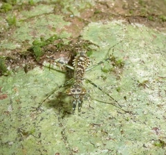 Liturgusella malagassa