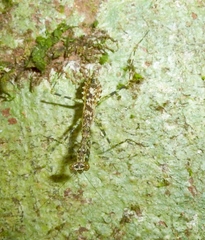 Liturgusella malagassa