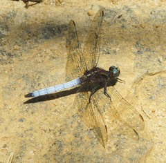 Orthetrum azureum
