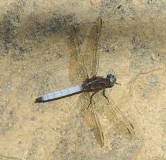 Orthetrum azureum