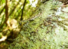 Liturgusella malagassa