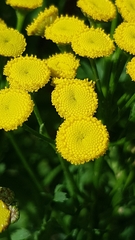 Tanacetum vulgare