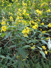 Lysimachia vulgaris