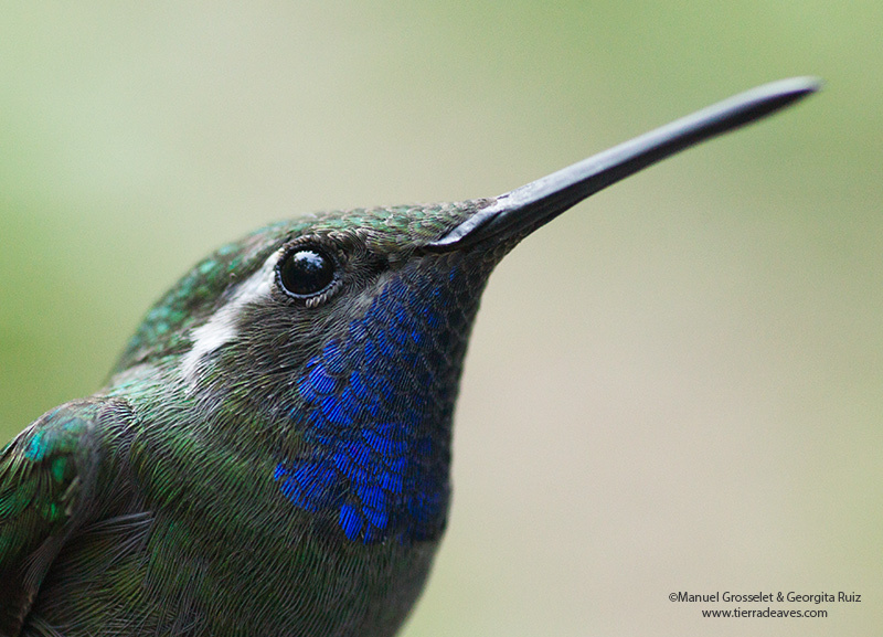 Colibrí garganta azul (Avifauna de Piedra del Indio, Zona Sujeta a