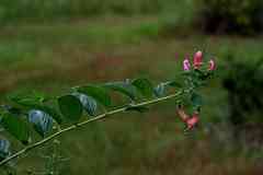 Centropogon cornutus