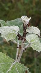 Metopeurum fuscoviride