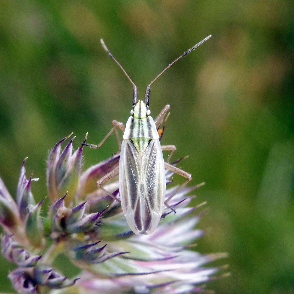 Acetropis gimmerthalii gimmerthalii