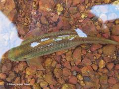 Parapsilorhynchus discophorus