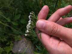 Achillea apiculata