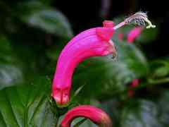 Centropogon cornutus