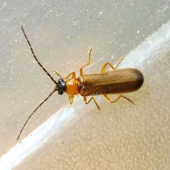 Rhagonycha lutea