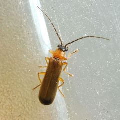 Rhagonycha lutea