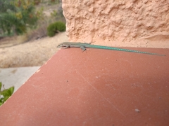 Podarcis hispanicus