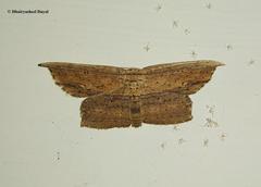 Phalacra