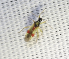 Tupiocoris californicus