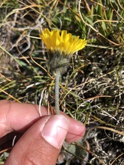 Hieracium piliferum