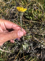 Hieracium piliferum