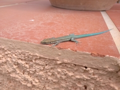 Podarcis hispanicus