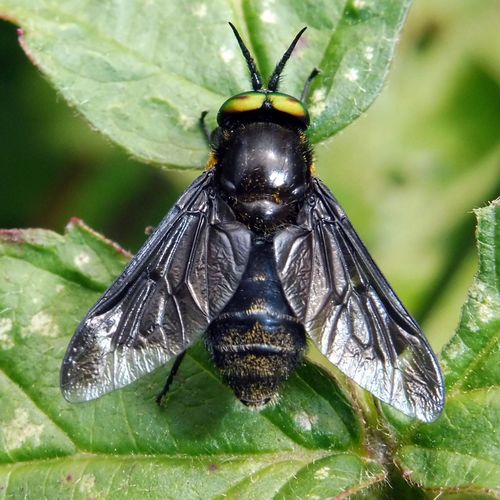 Splayed Deer Fly photo 3