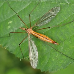 Tipula lunata