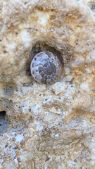 Xeroplexa intersecta