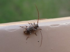 Exocentrus lusitanus