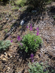 Lupinus excubitus