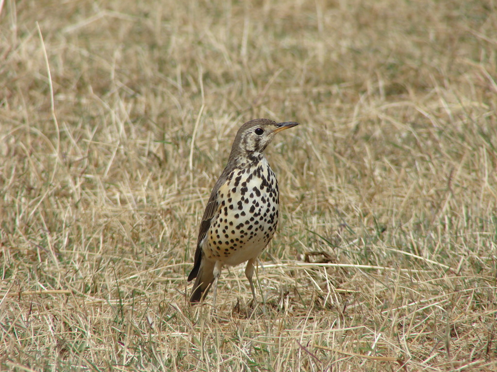 Ethiopian Thrush (Turdus simensis) photo