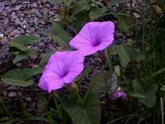 Ipomoea setifera