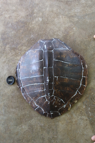 Olive Ridley Sea Turtle