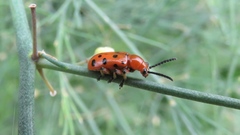 Crioceris duodecimpunctata