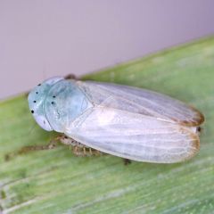 Graphocraerus ventralis