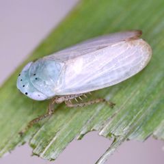 Graphocraerus ventralis