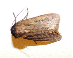 Bityla defigurata