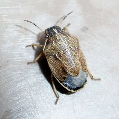 Neottiglossa pusilla