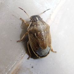 Neottiglossa pusilla