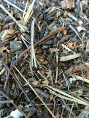 Formica polyctena