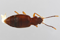 Lesteva cribratula