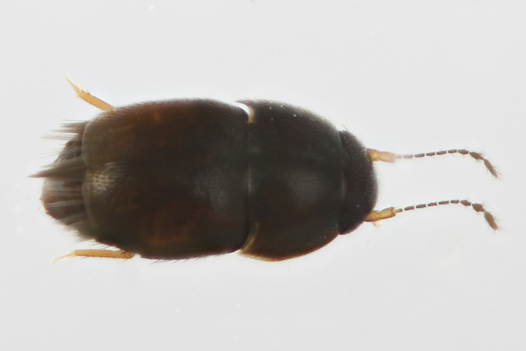 Acrotrichini