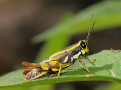 Paracoptacra ascensi